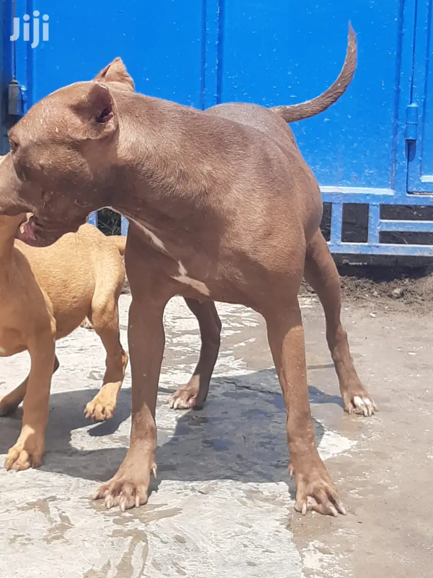 Baby Male Purebred American Pit Bull Terrier