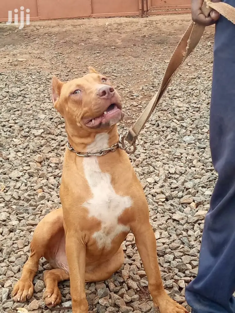 Baby Male Purebred American Pit Bull Terrier