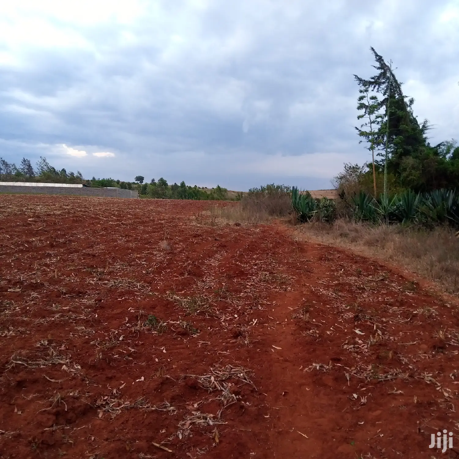 1/8 an Acre Kibiko at 2.5m