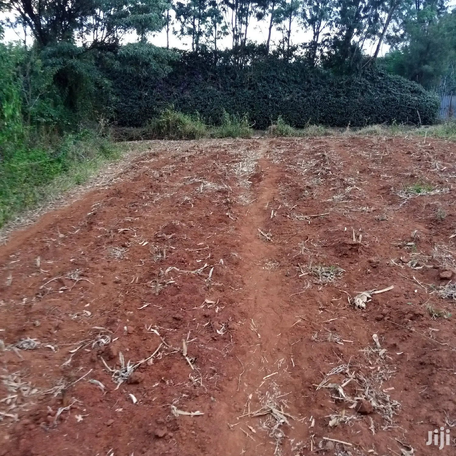 1/8 an Acre Kibiko at 2.5m