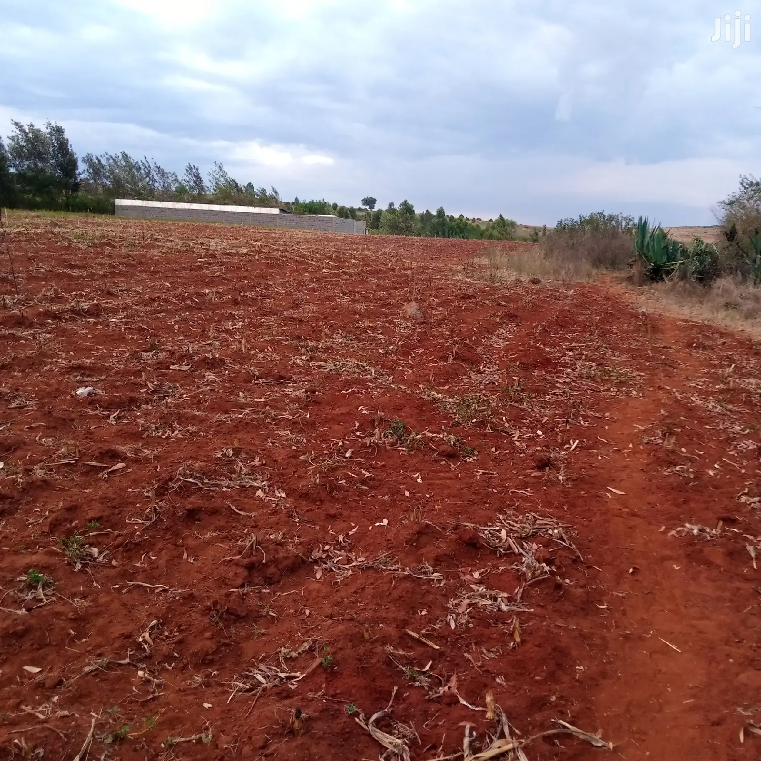 1/8 an Acre Kibiko at 2.5m
