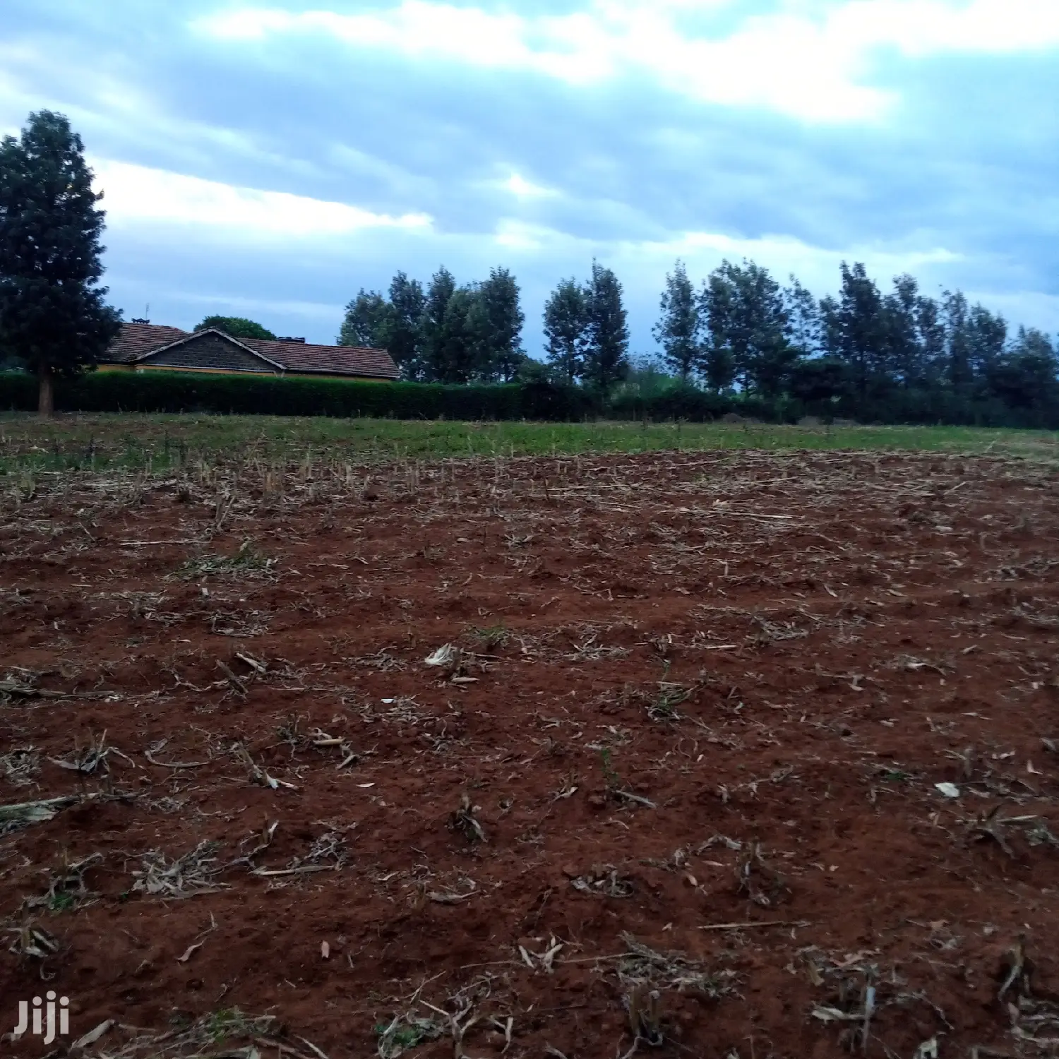 1/8 an Acre Kibiko at 2.5m
