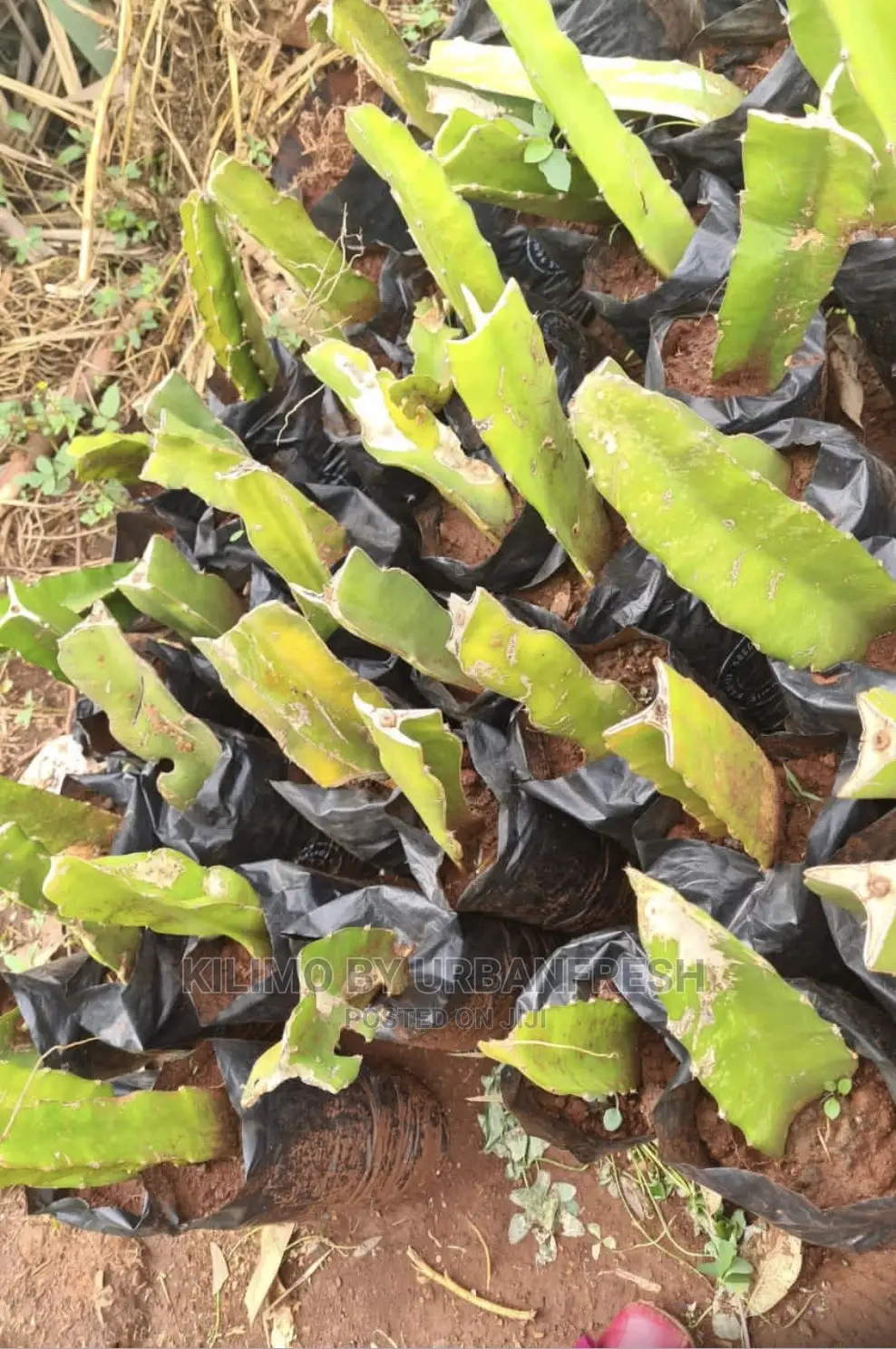 Dragon Fruit Suckers / Seedlings.
