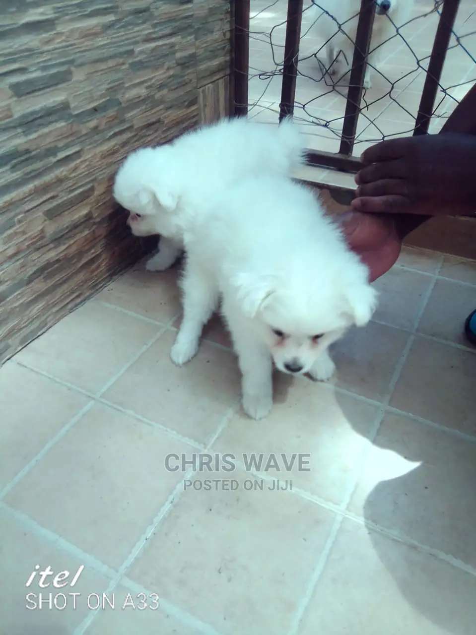 1-3 Month Male Purebred Pomeranian
