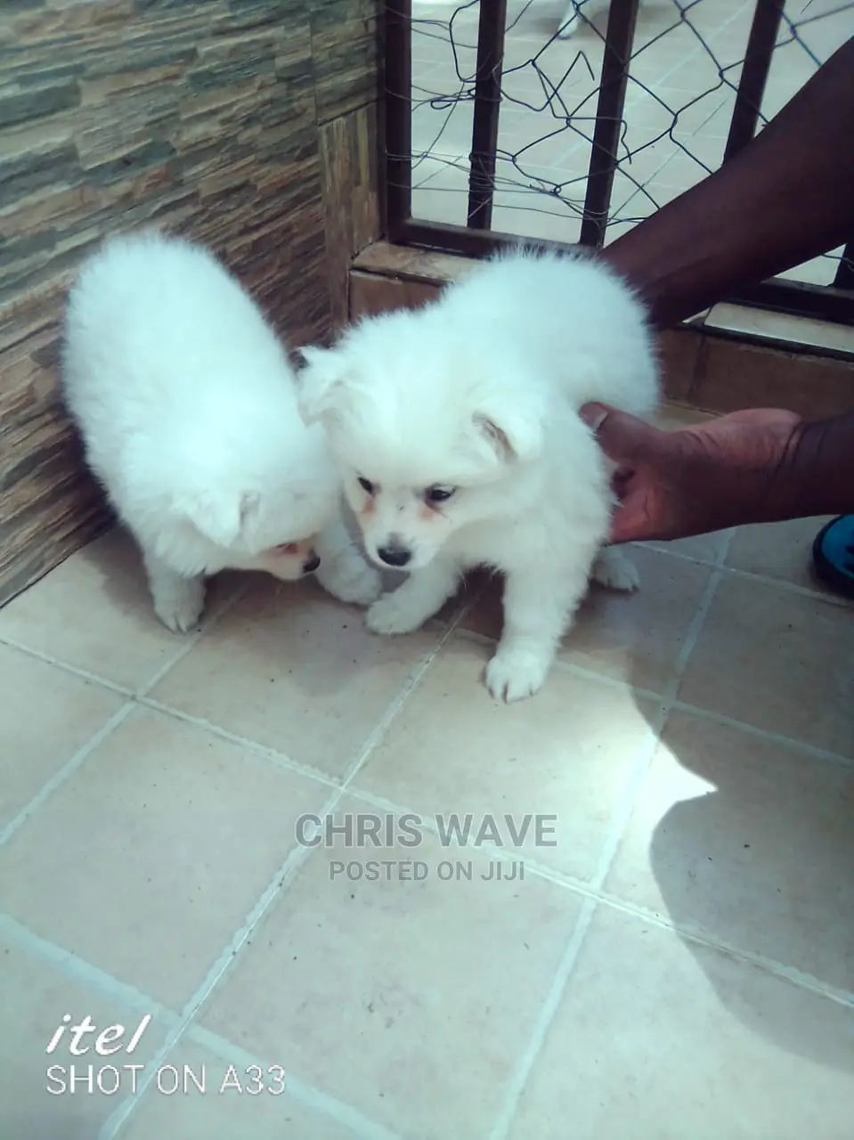 1-3 Month Male Purebred Pomeranian