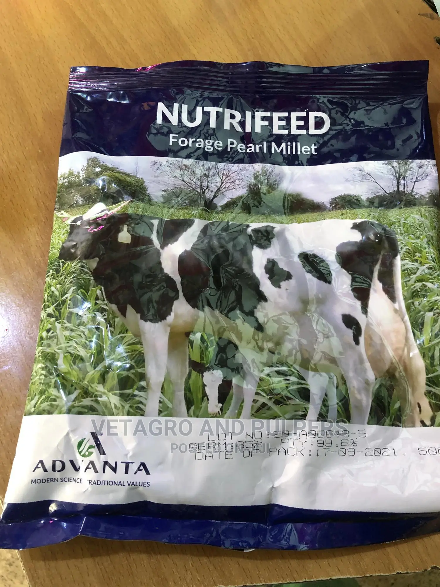 Forage Pearl Millet 1kg