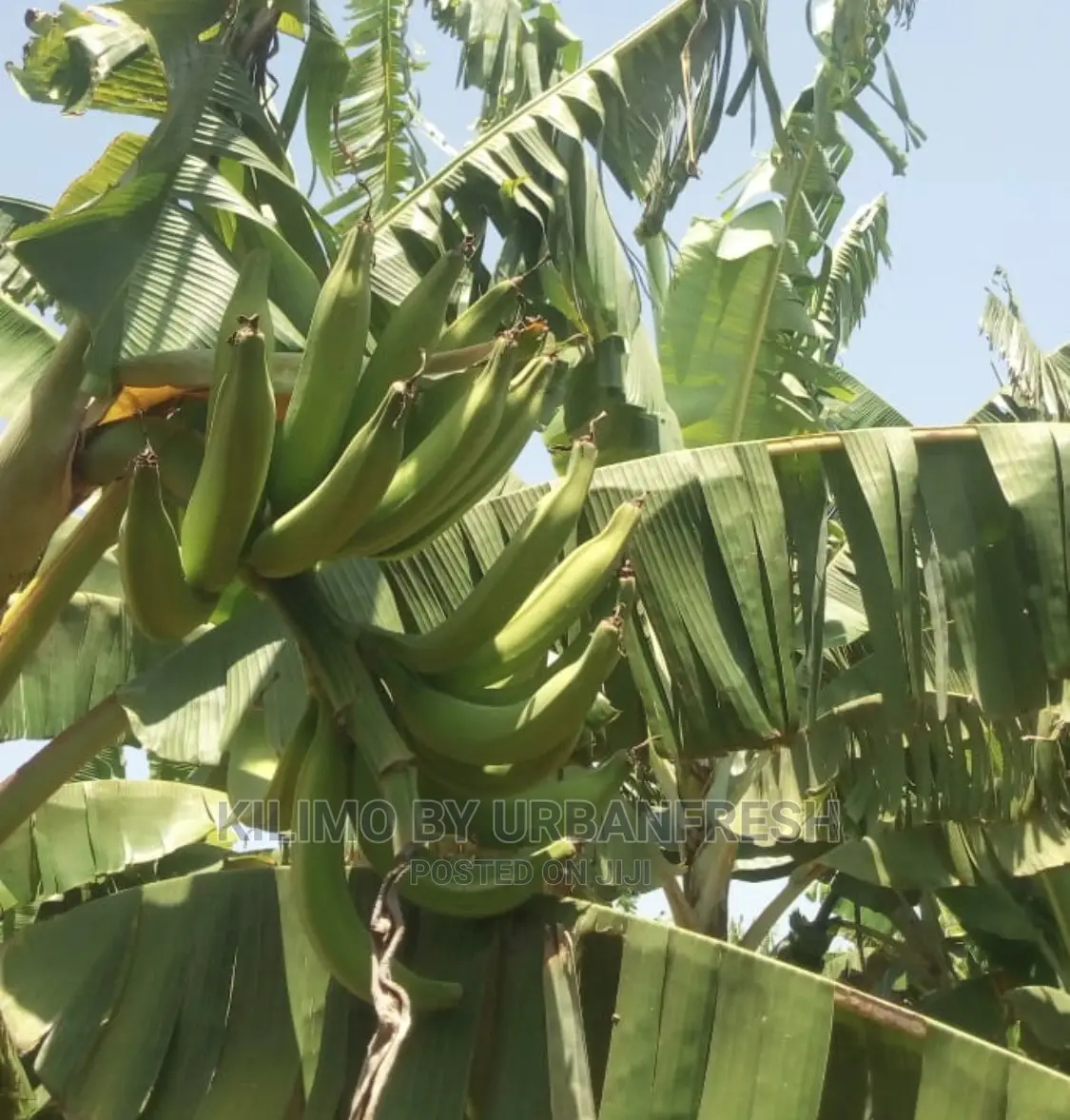 Mkono Tembo Plantin Suckers