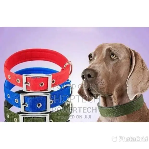 Dog Collar Brand New
