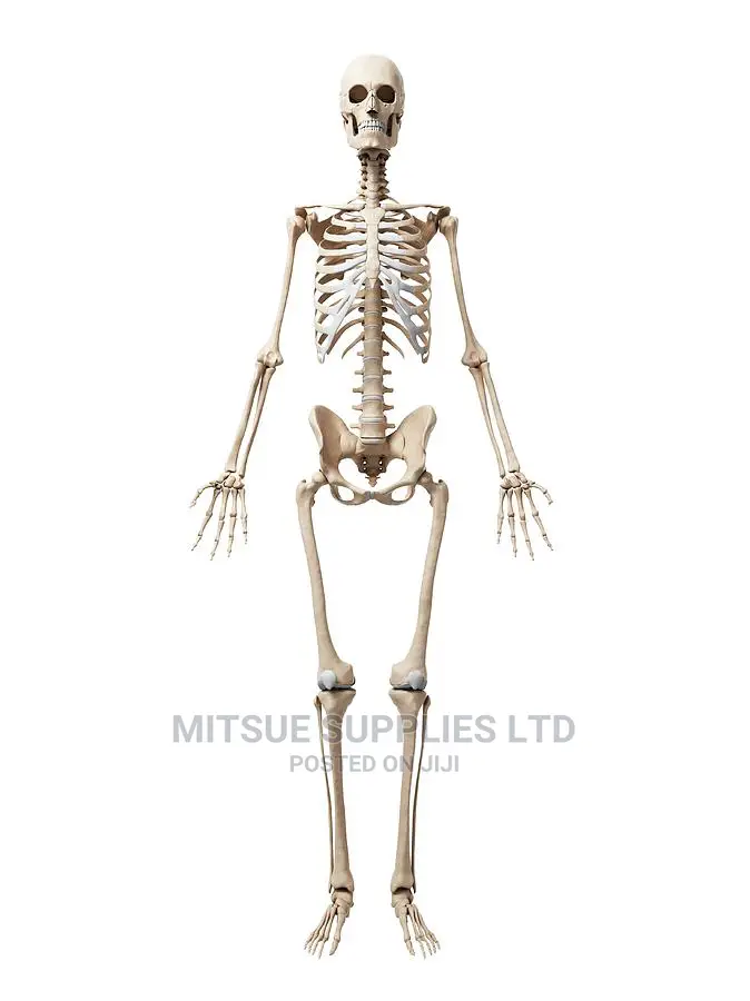Human Skeleton With Stand Full Size 170cm