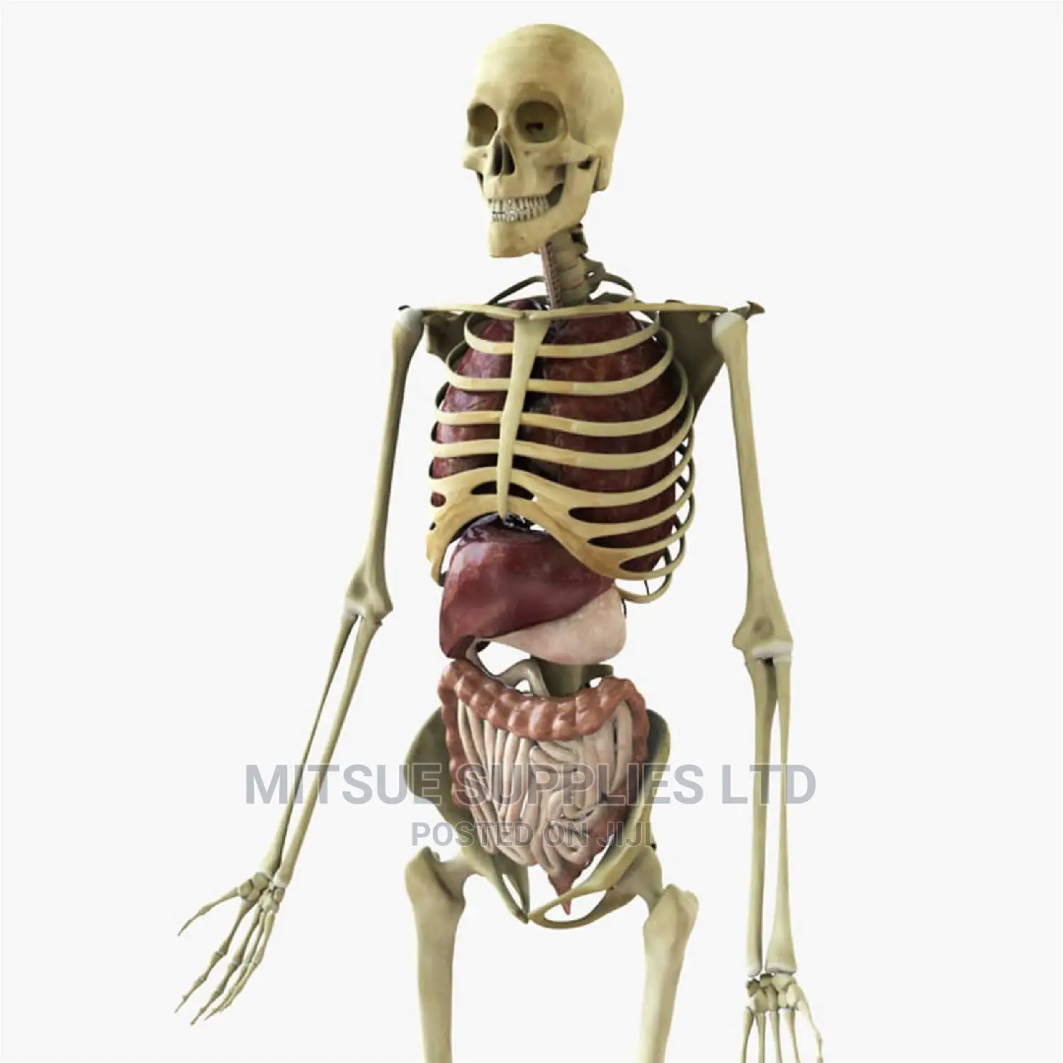 Human Skeleton With Stand Full Size With Organs India Type