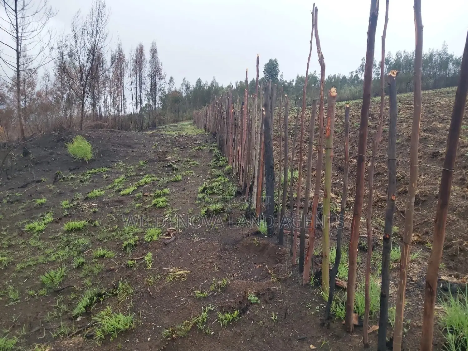 Land on Sale at Turasha Ririshua Kinangop