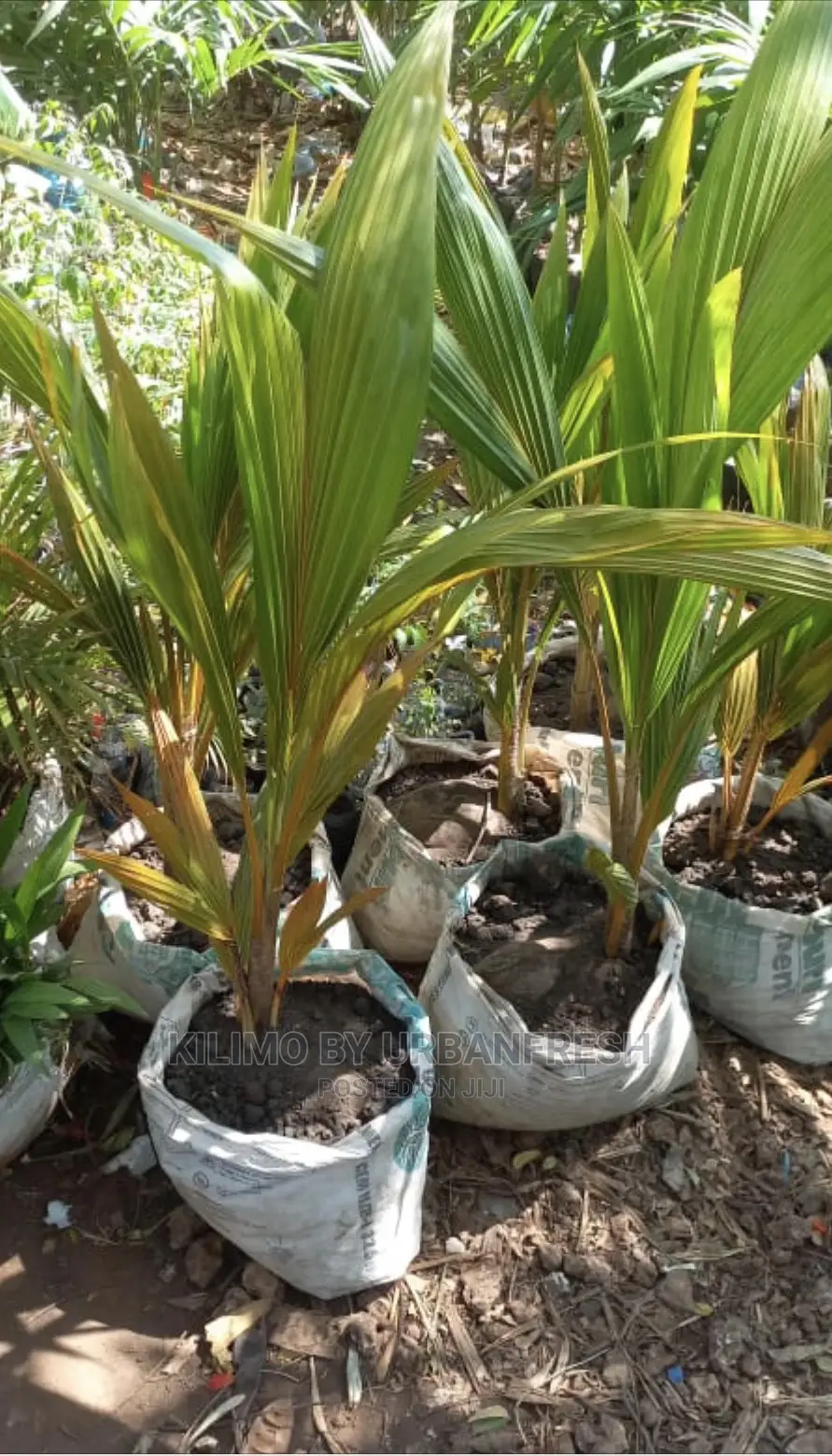 Dwarf Coconut / King Coconut 18 Month Maturity