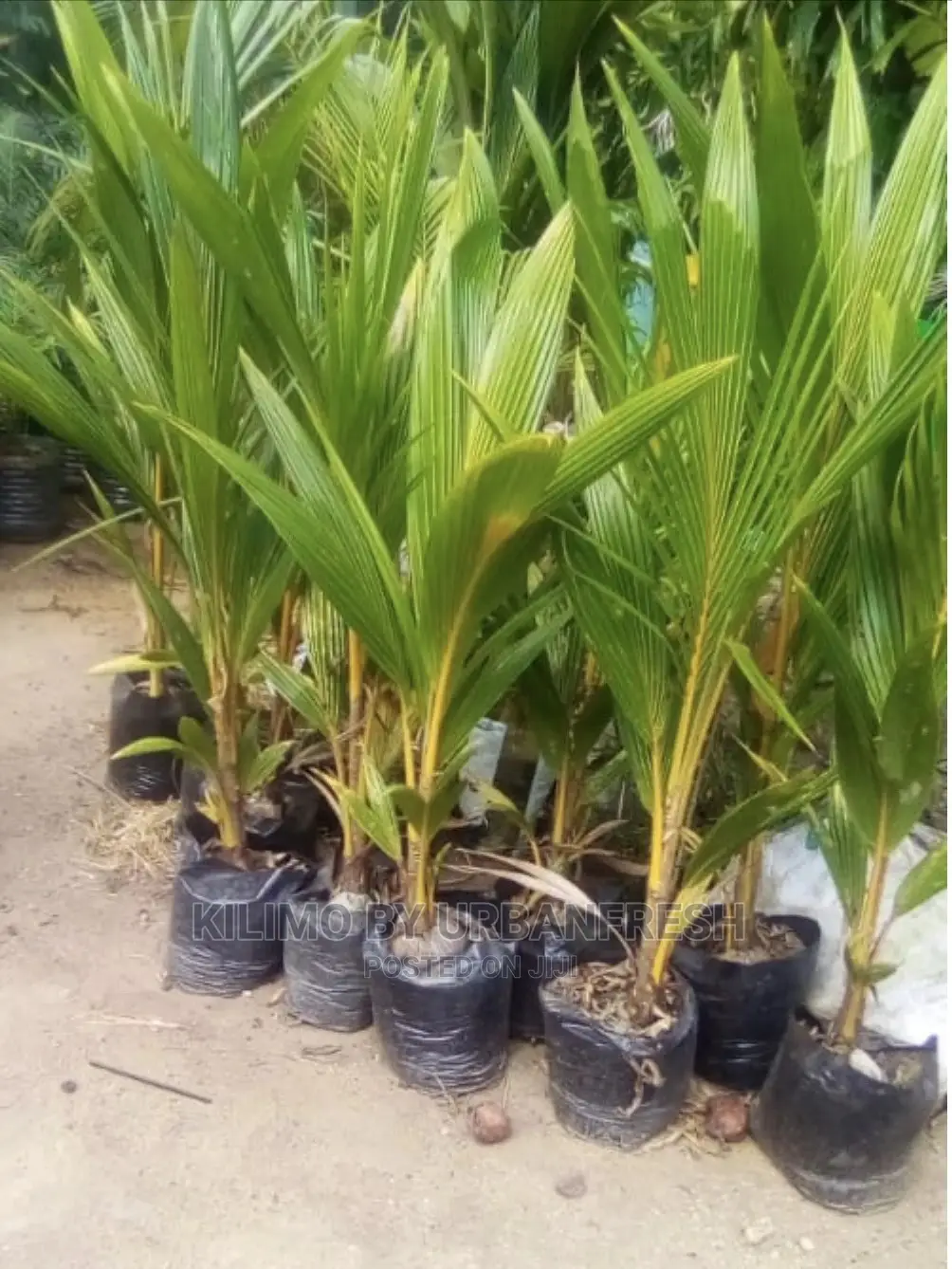 Dwarf Coconut / King Coconut 18 Month Maturity