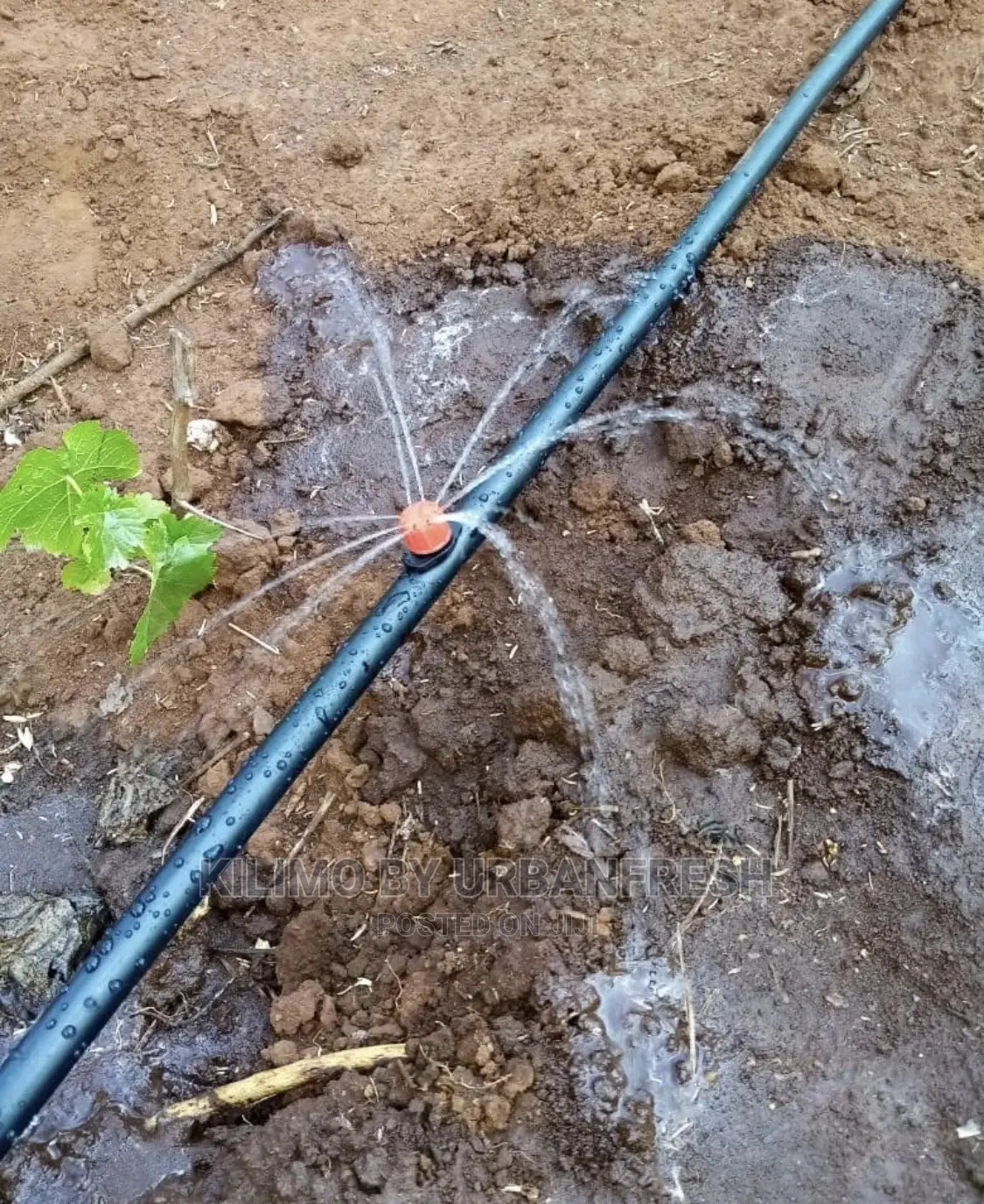 Fruit Drip Irrigation Kits Available : Avocado,Passionfruit