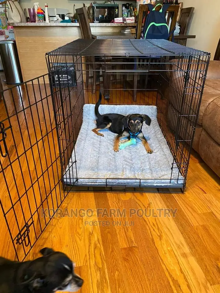 Xl Pet Cages