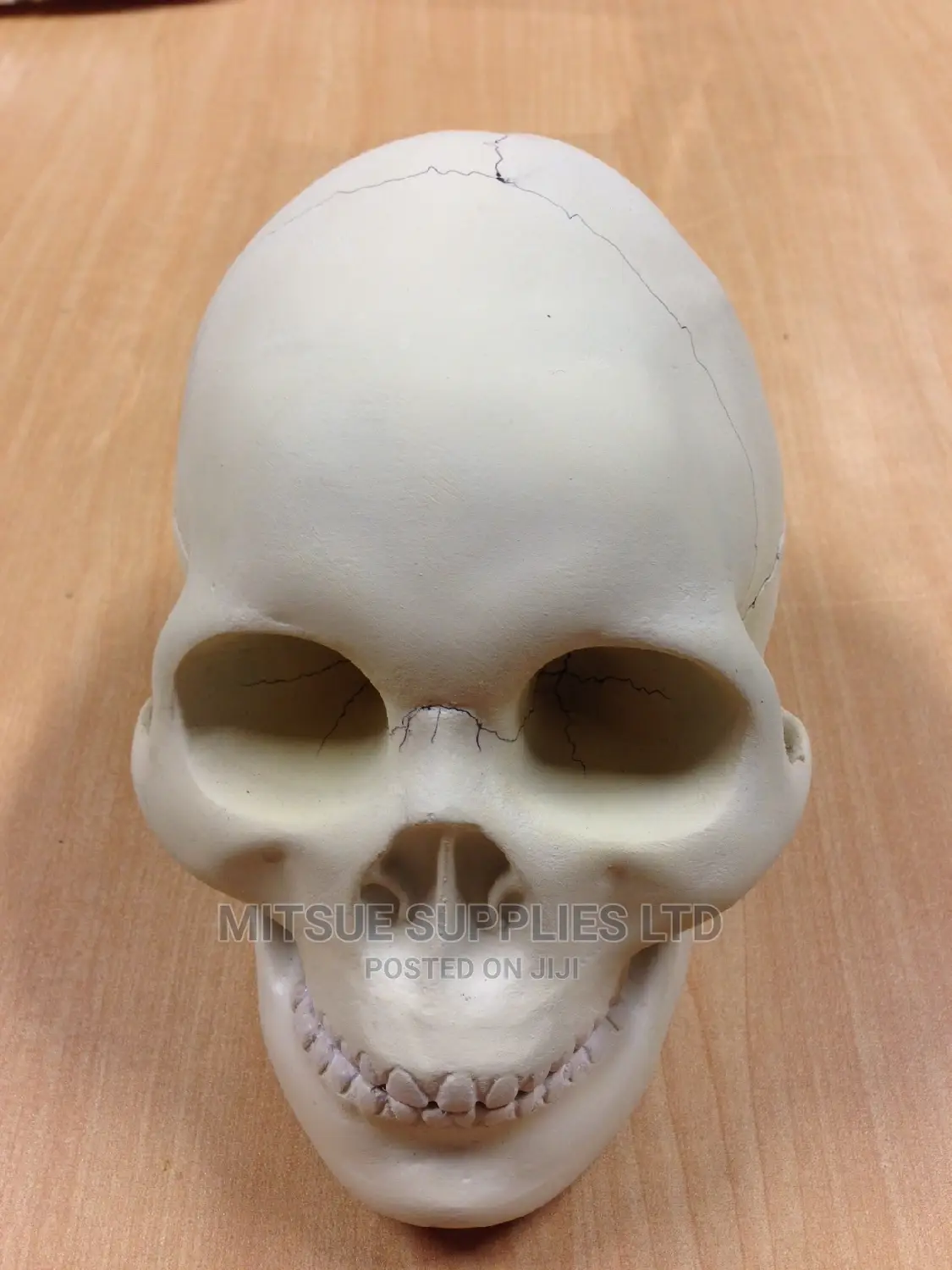 Laboratory Model Skull for Education