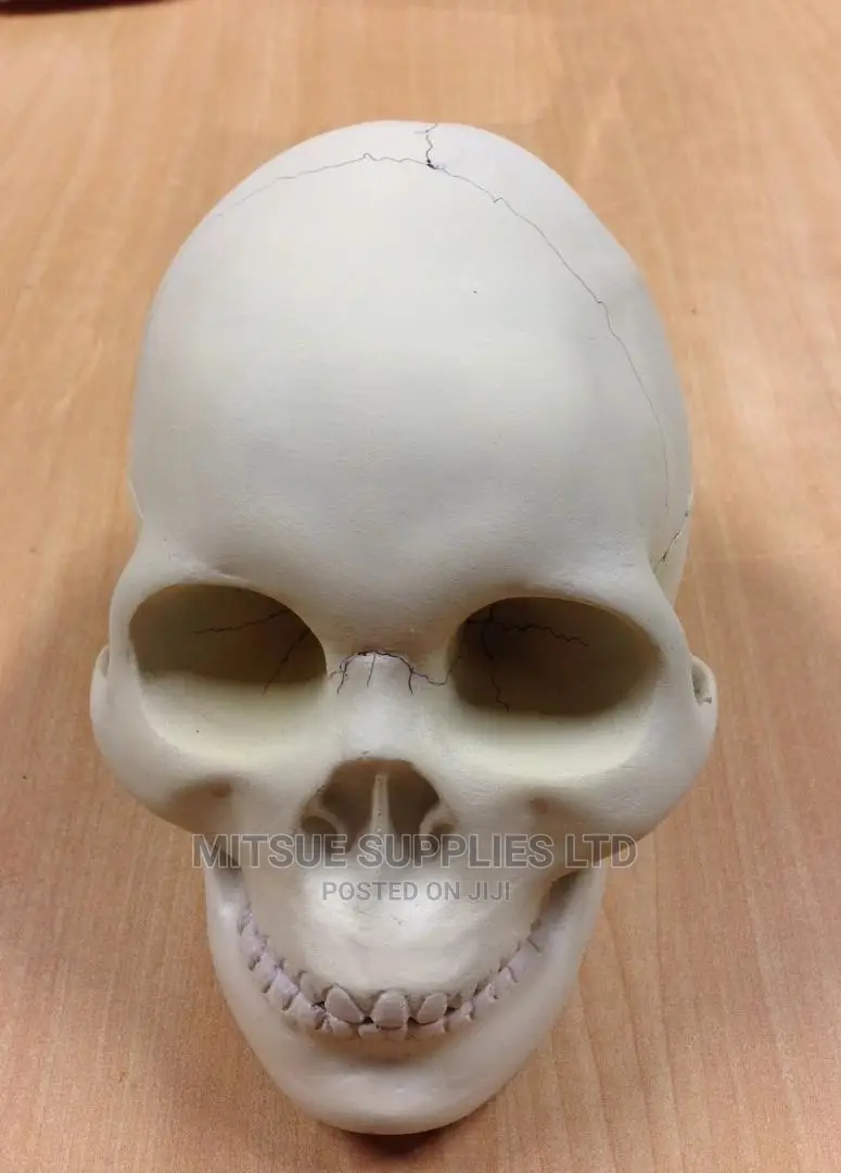 Laboratory Model Skull for Education