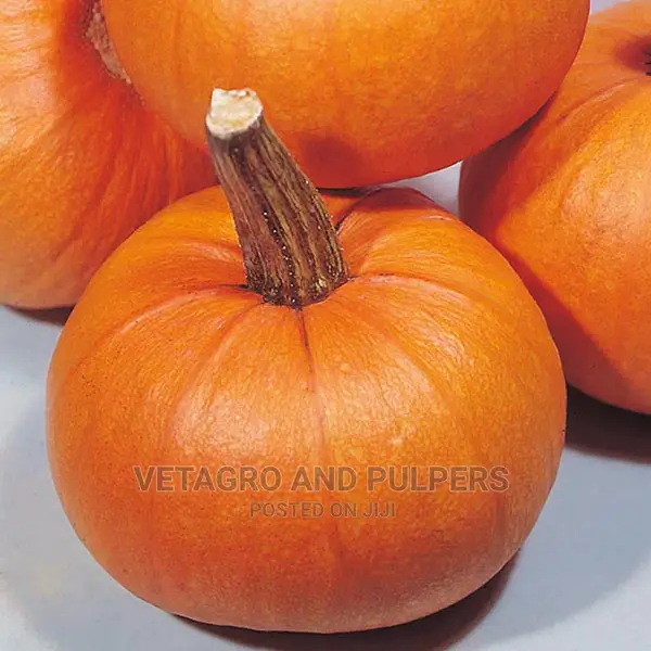 Easeed Pumpkin Small Sugar