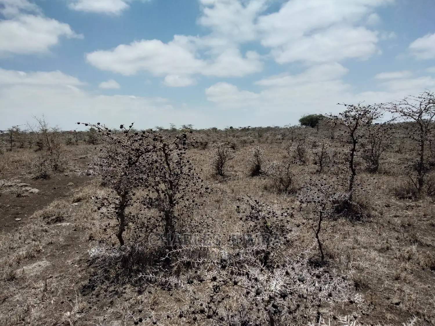 Acacia Plot