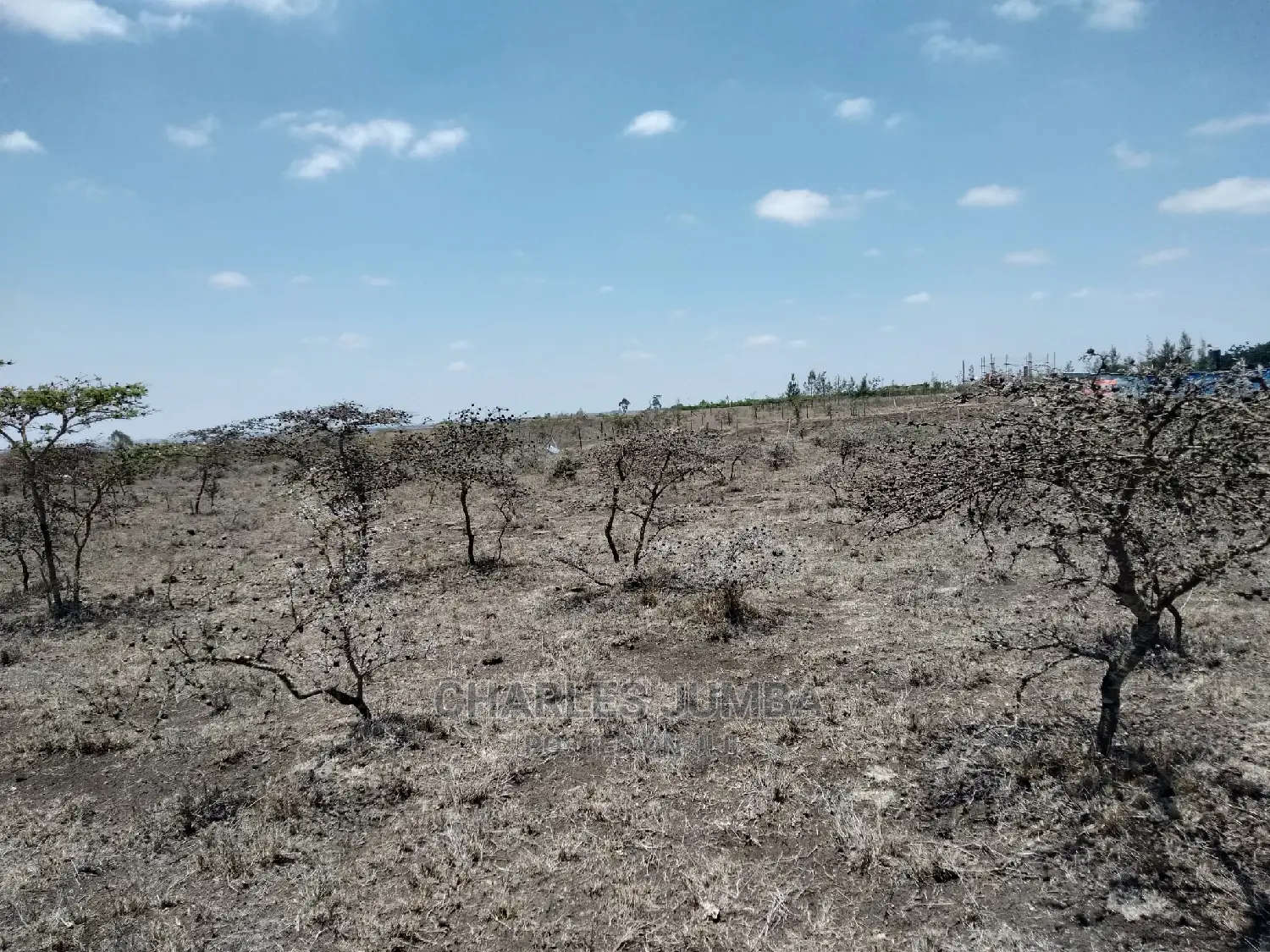 Acacia Plot
