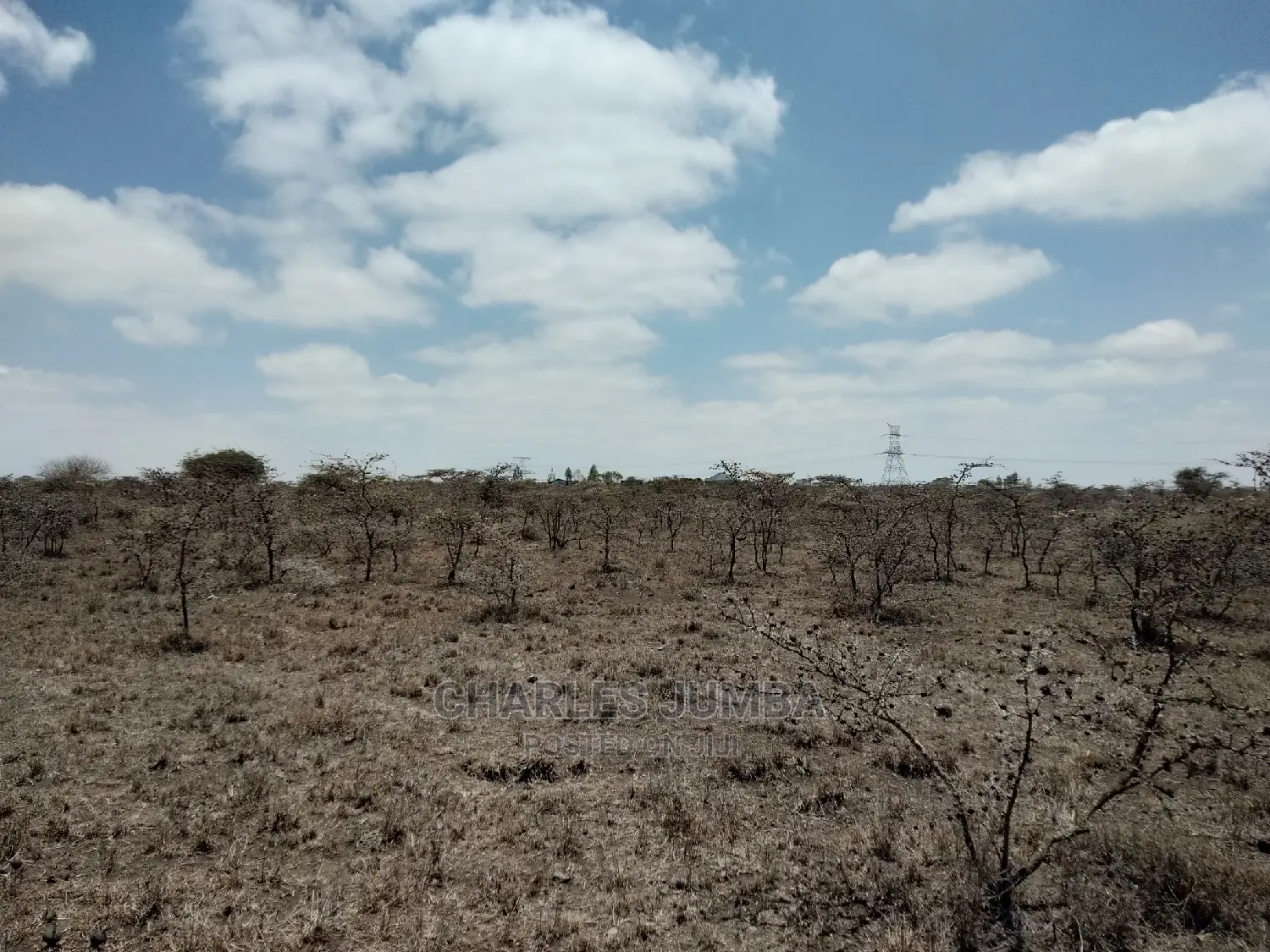 Acacia Plot