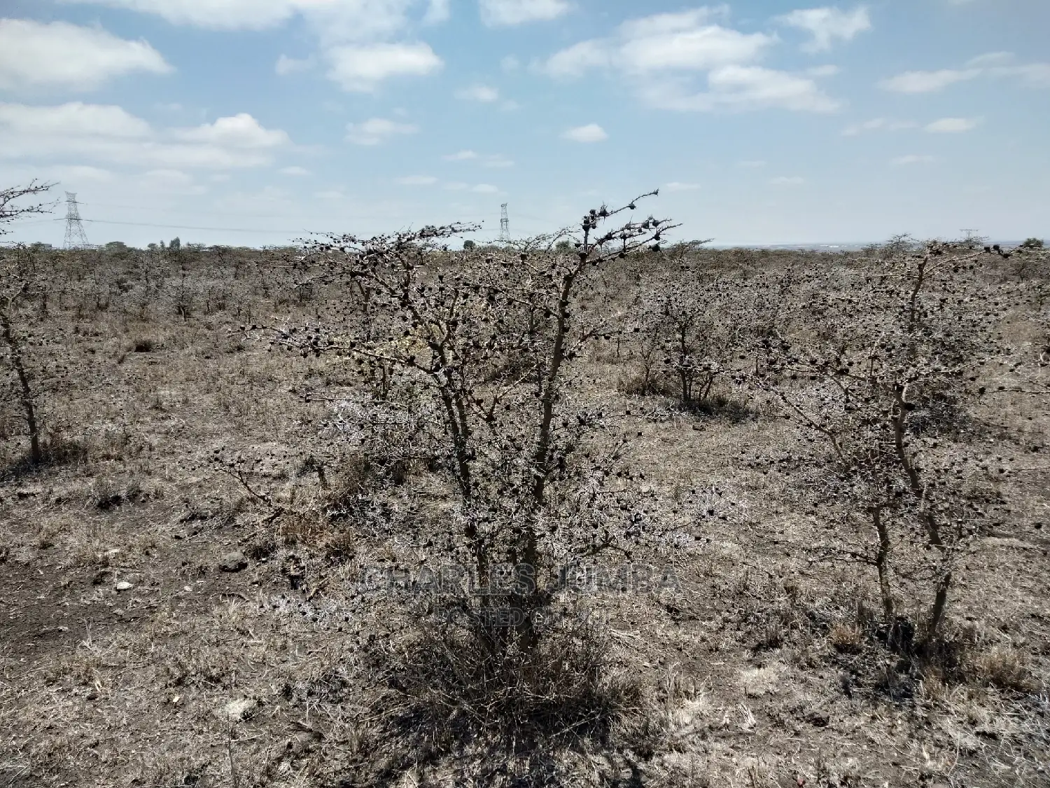 Acacia Plot