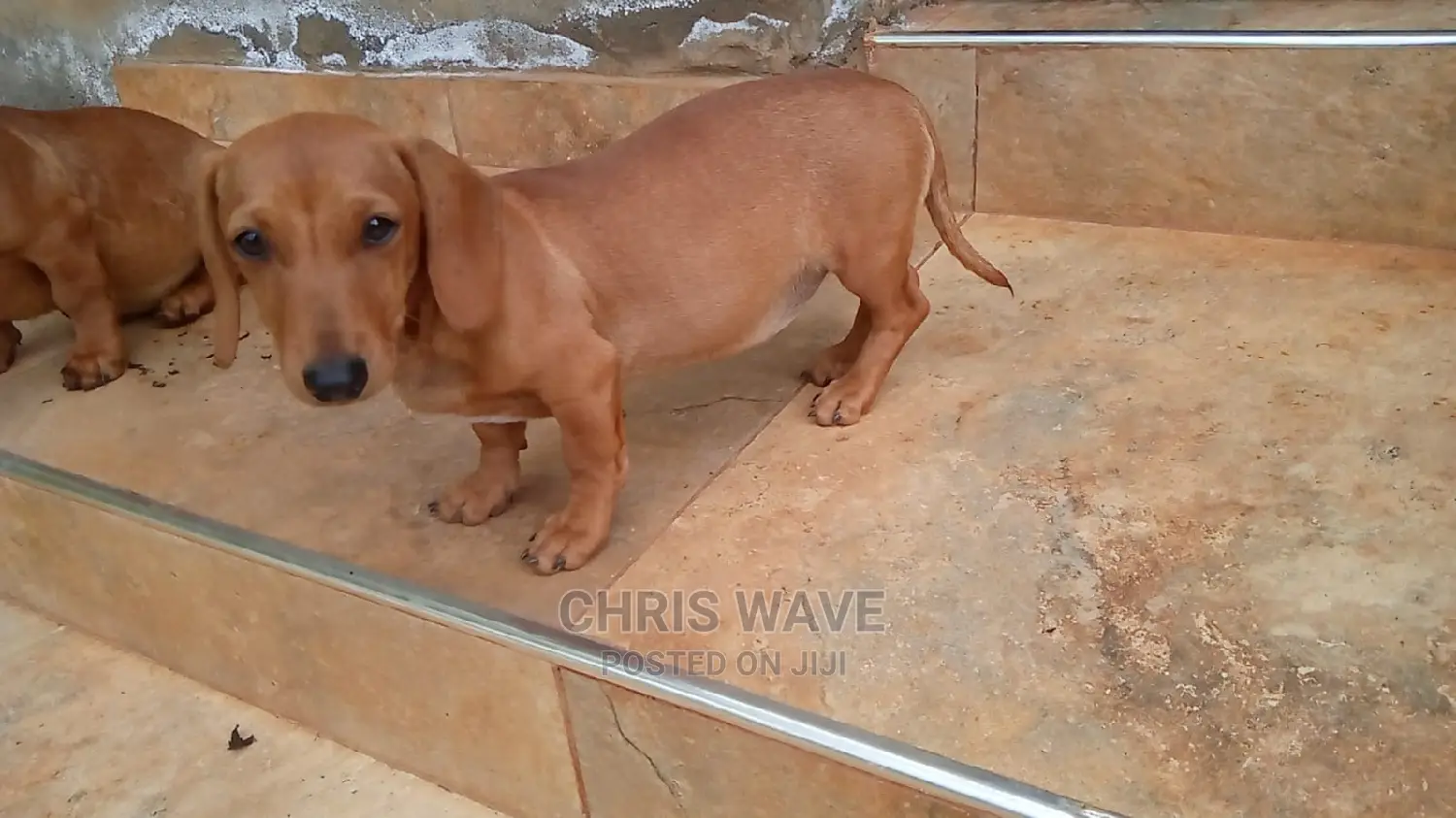 1-3 Months Male Purebred Dachshund
