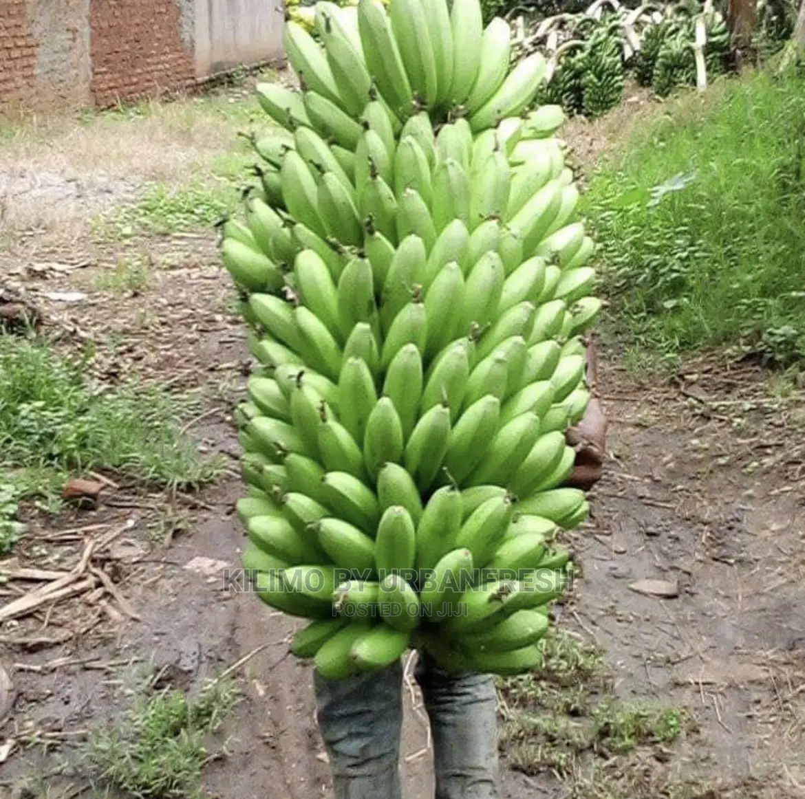 Congo 11 Plantin Suckers MOQ 20
