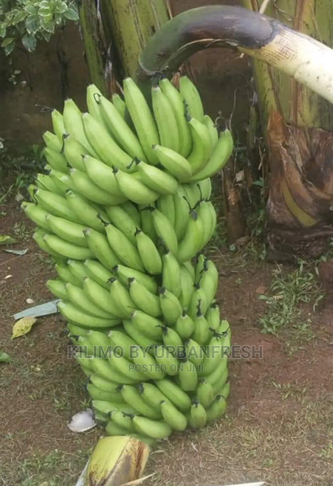 Congo 11 Plantin Suckers MOQ 20