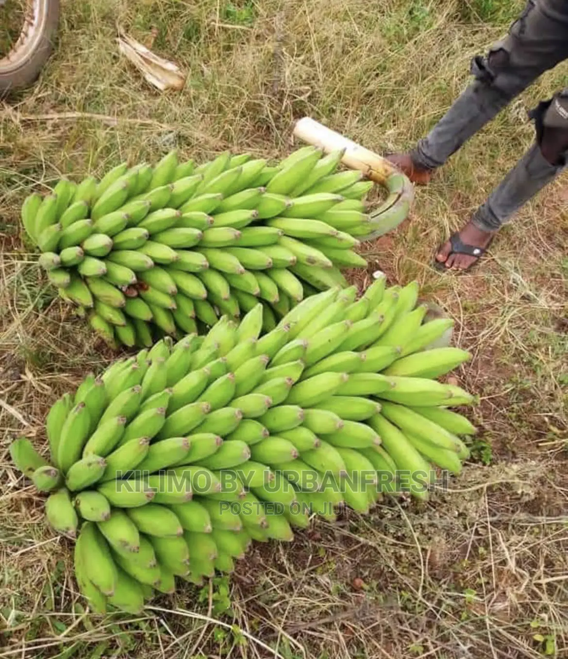 Congo 11 Plantin Suckers MOQ 20