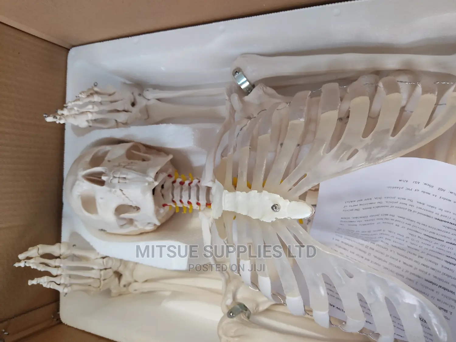 Human Skeleton With Stand Full Size 170cm