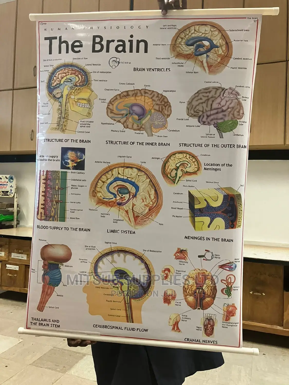 Chart of Human Physiology- The Human Brain ( 43 by 28)