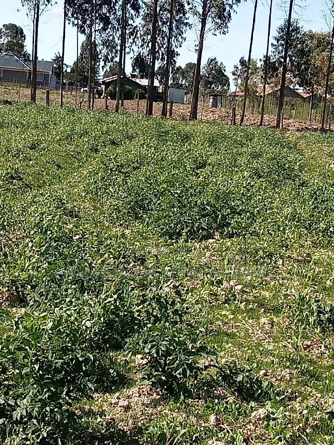 5 Acre on Sale at Kinangop Eginear