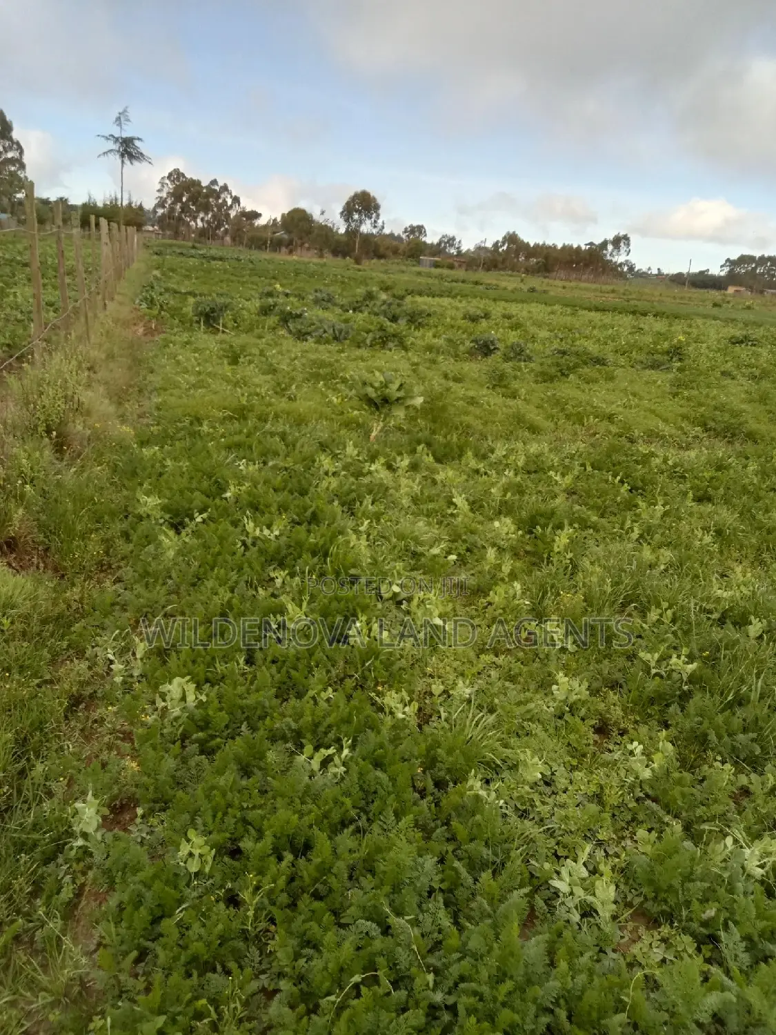 50*100 Plots on Sale at Magumu Kinangop