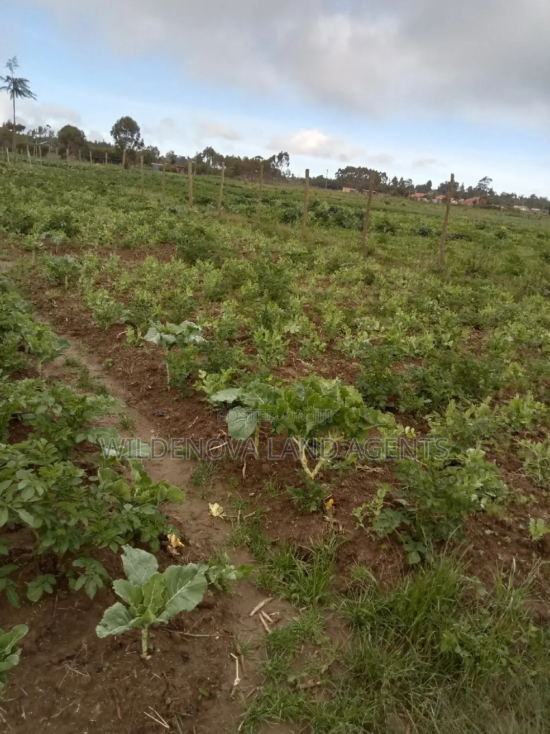 50*100 Plots on Sale at Magumu Kinangop