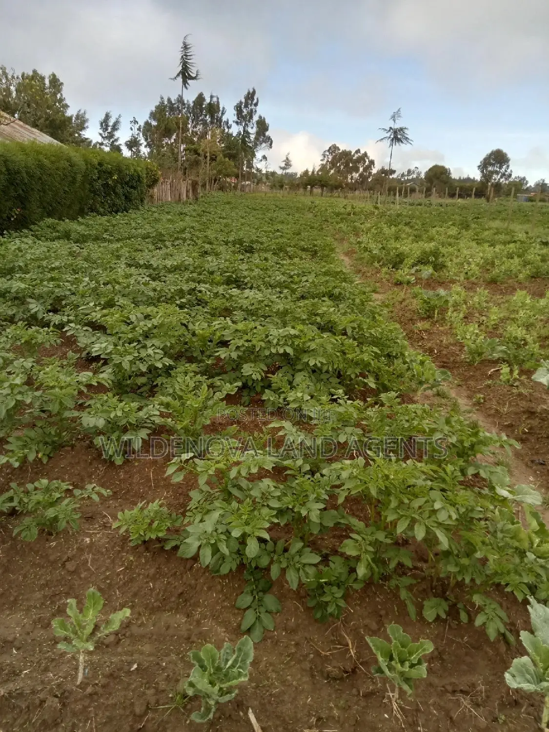 50*100 Plots on Sale at Magumu Kinangop