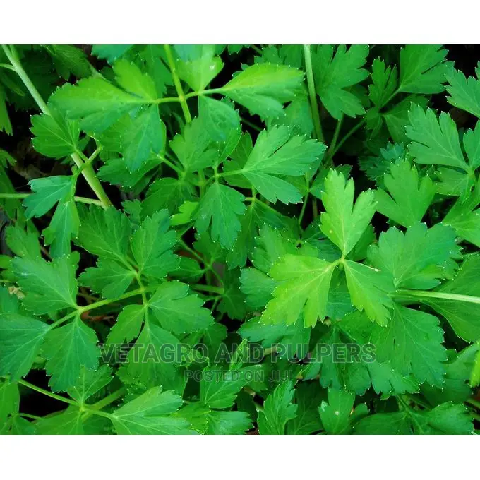Parsley Dark Green Italian Seeds 10G
