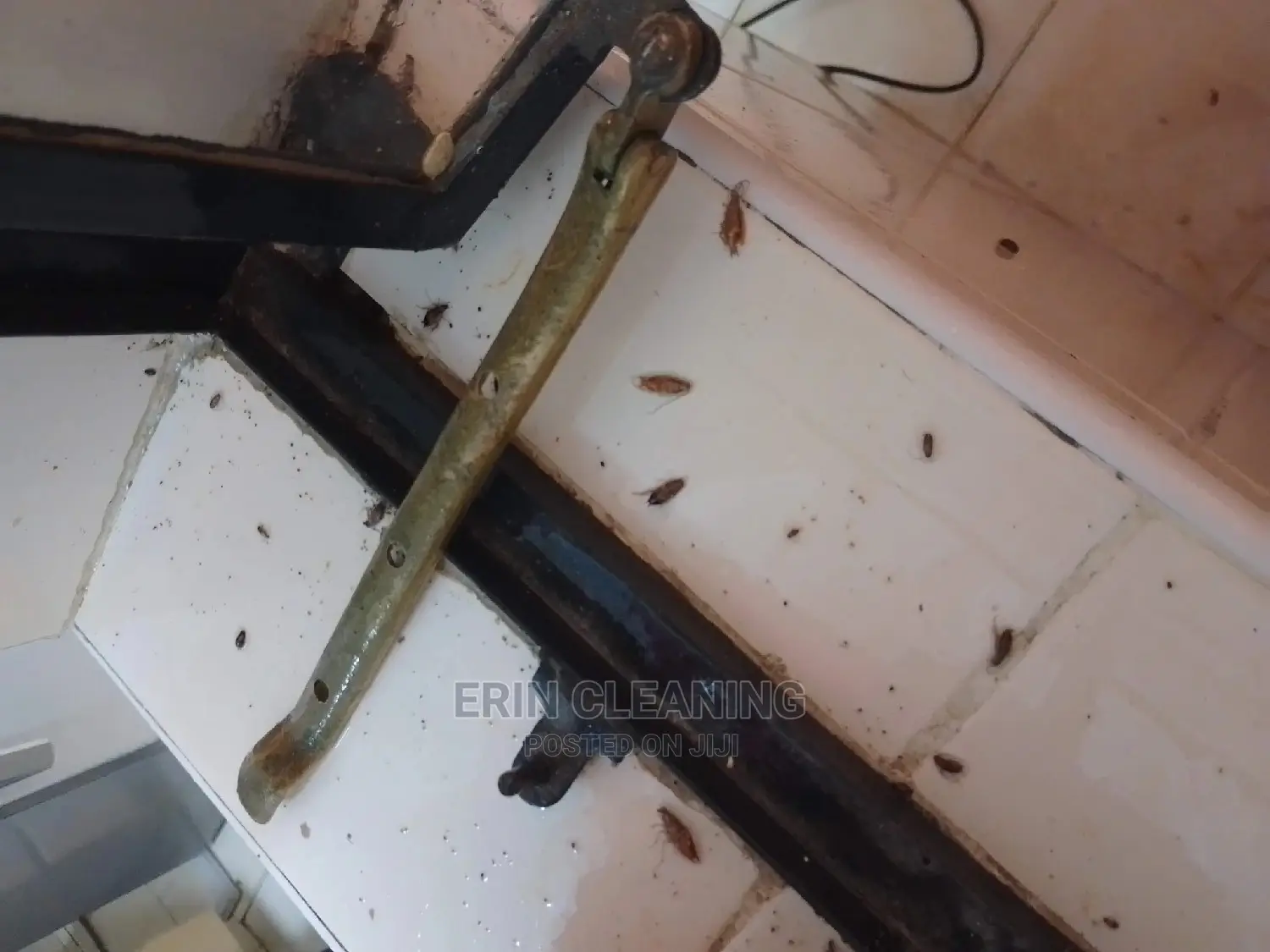 Pest Services of Bedbugs and Cockroaches