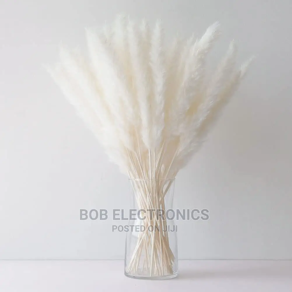 Mini Pampas Grass Available