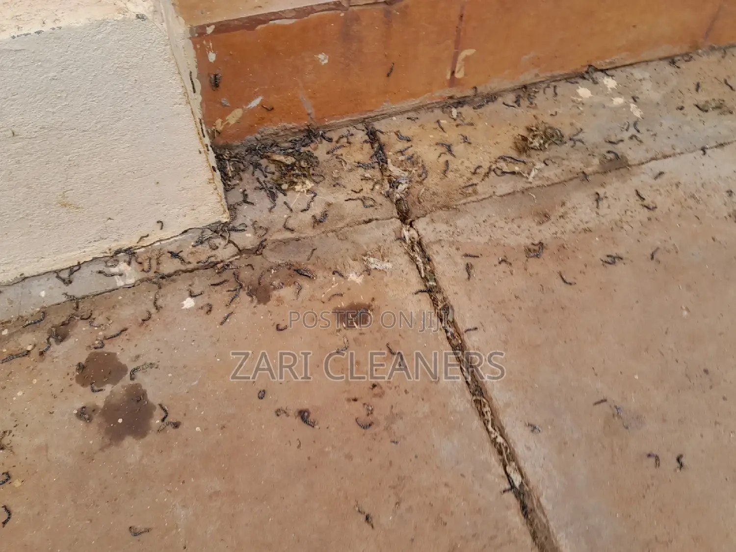 Caterpillar Worms Fumigation Services