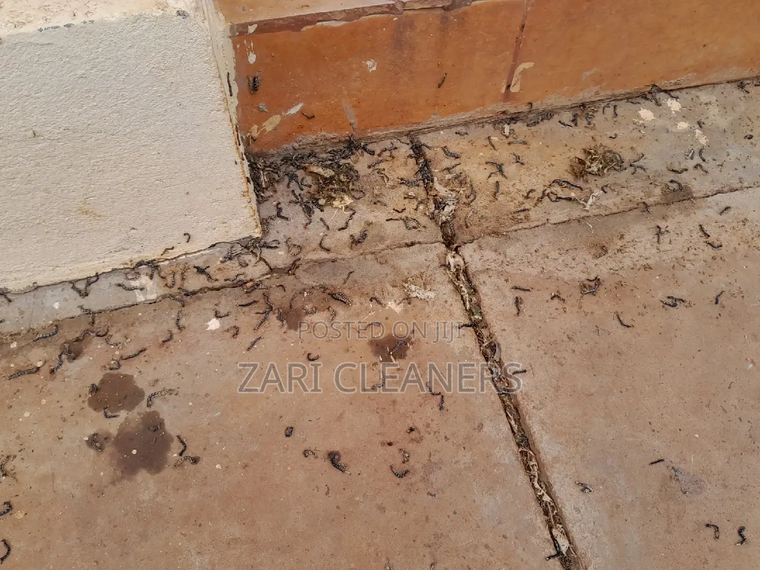 Caterpillar Worms Fumigation Services
