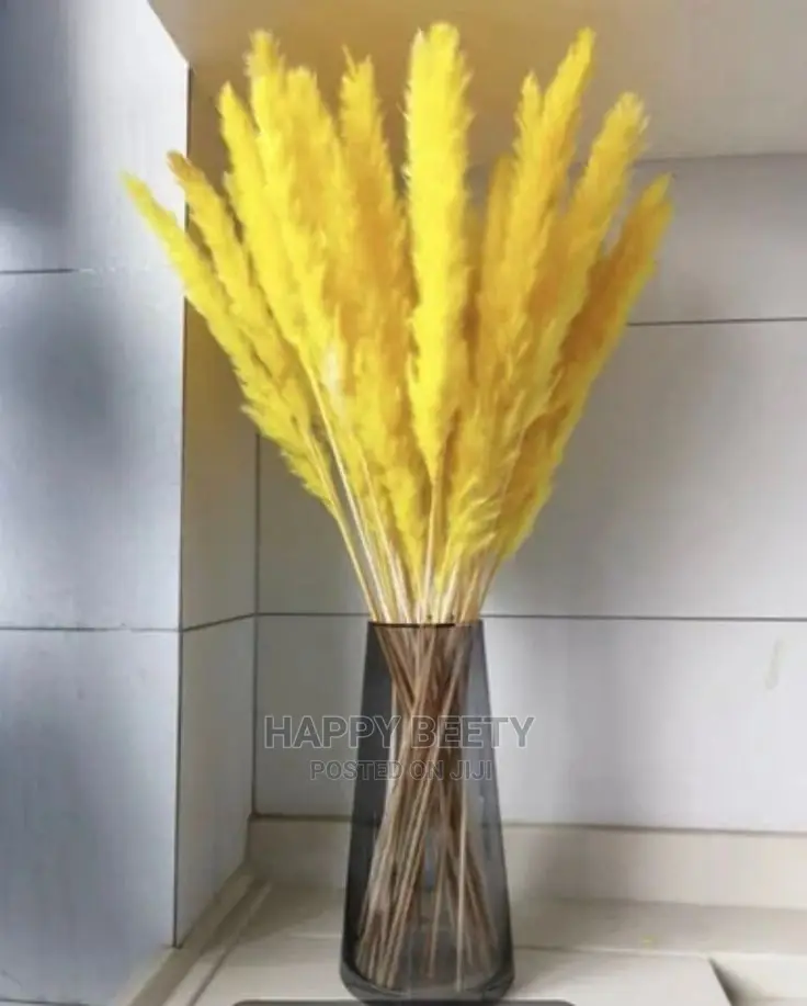 Mini Pampas Grass