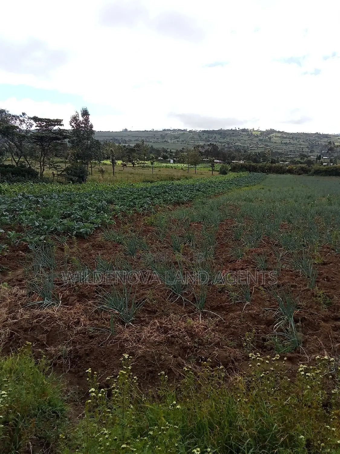 Land on Sale at Naivasha Kiabogo