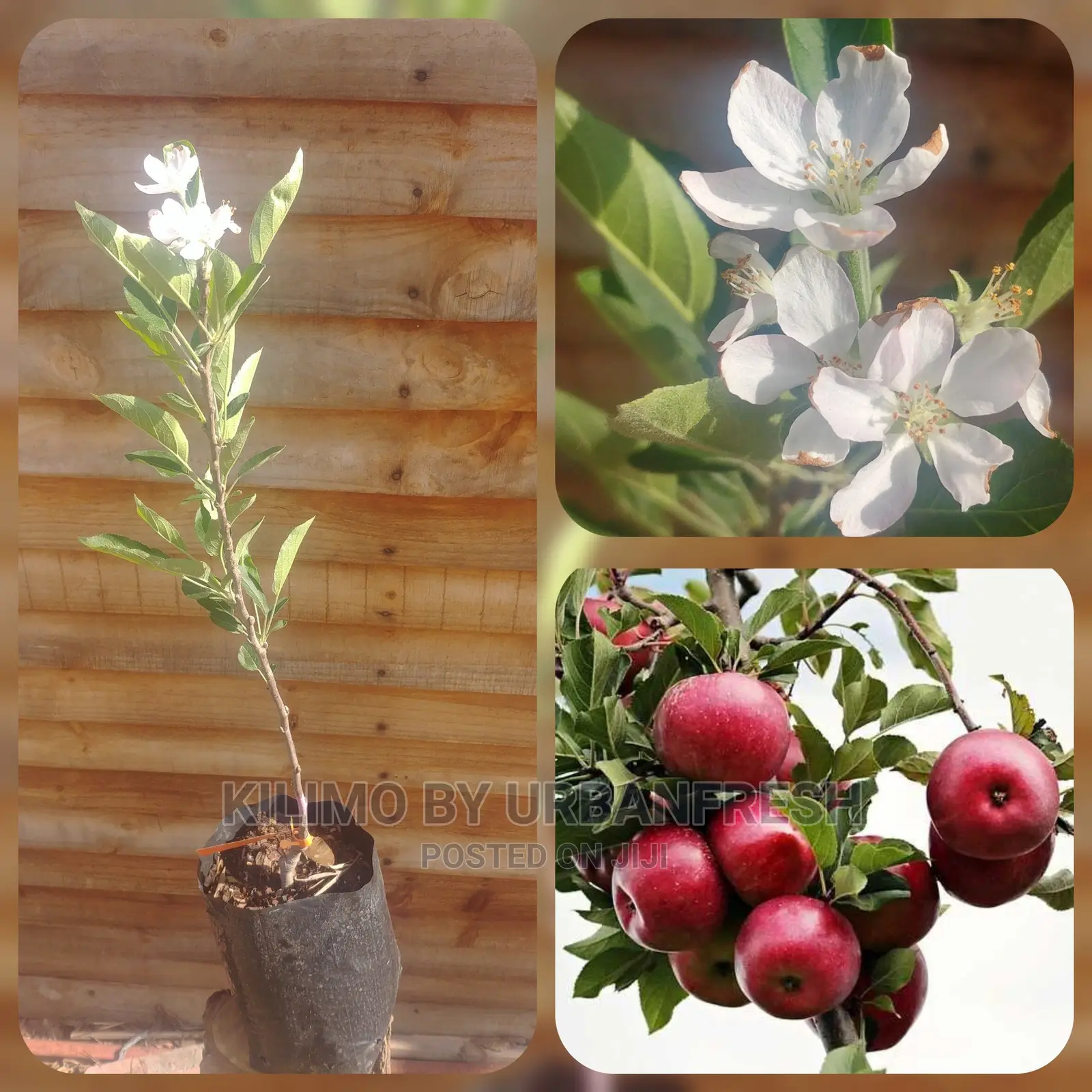 Red/Green/Pink Apple Plant Seedling(Moq5)