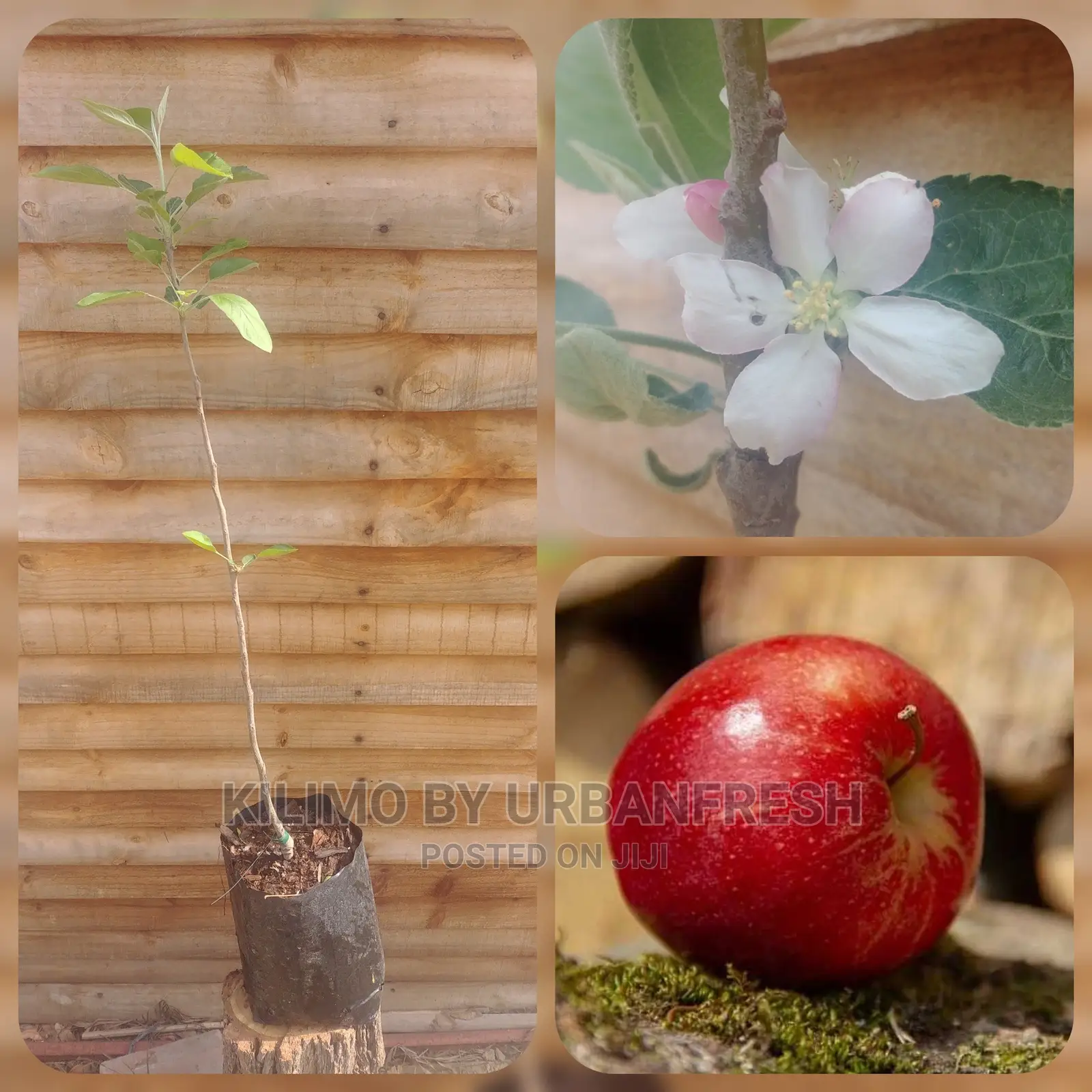 Red/Green/Pink Apple Plant Seedling(Moq5)