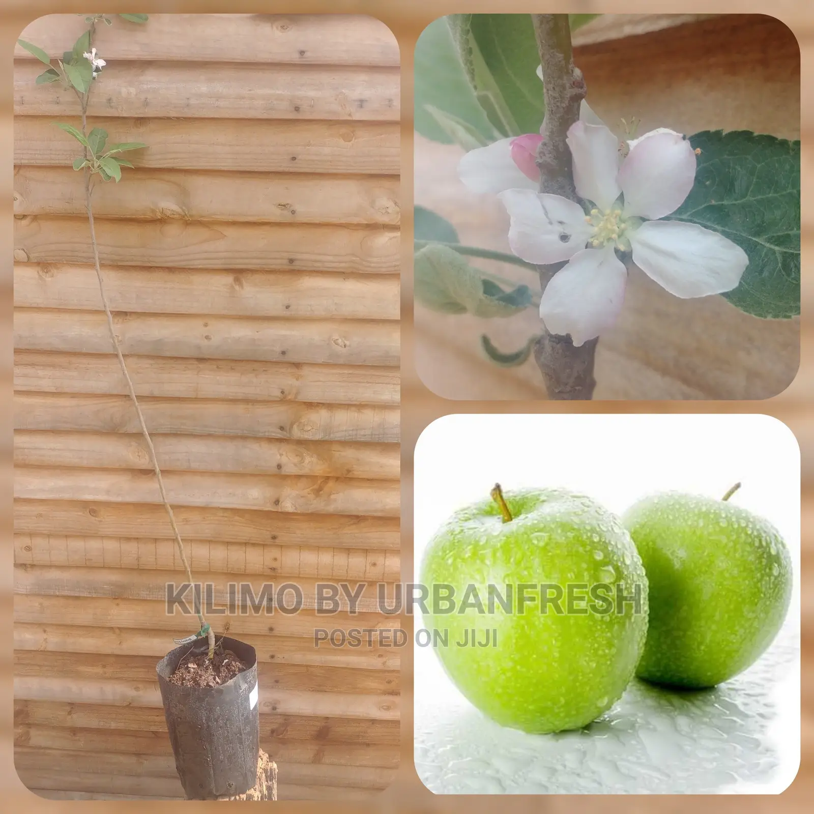 Red/Green/Pink Apple Plant Seedling(Moq5)