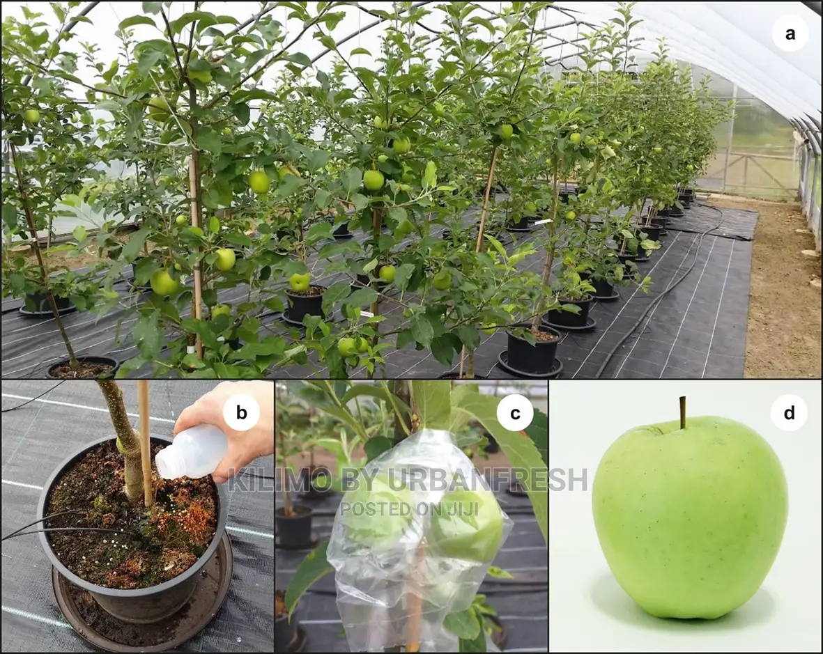 Red/Green/Pink Apple Plant Seedling(Moq5)