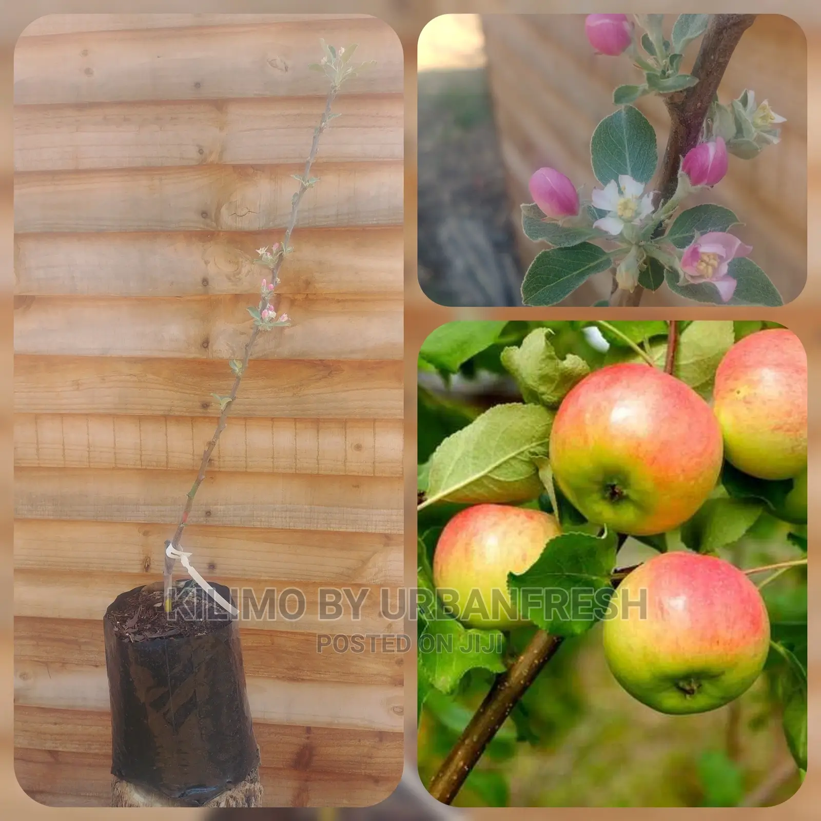 Red/Green/Pink Apple Plant Seedling(Moq5)