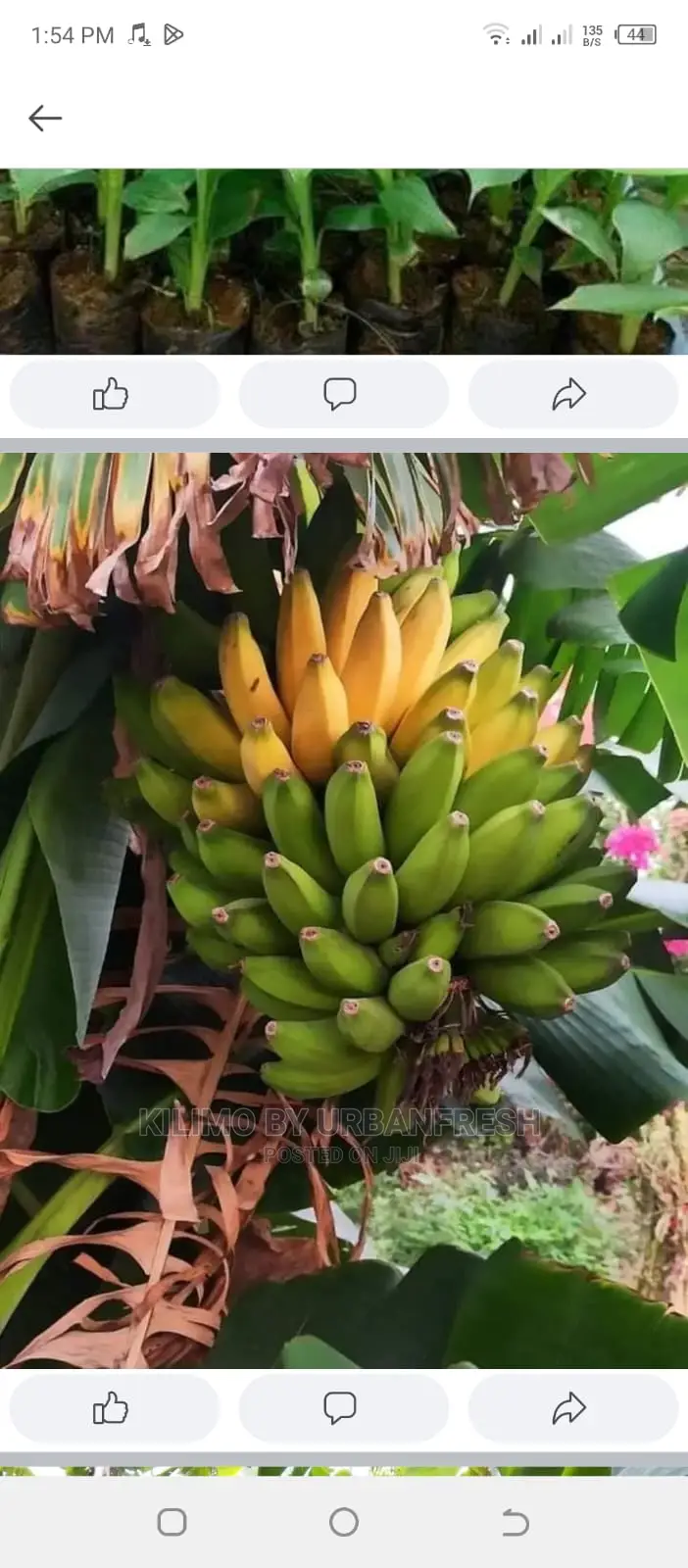 Banana Suckers Moq 5