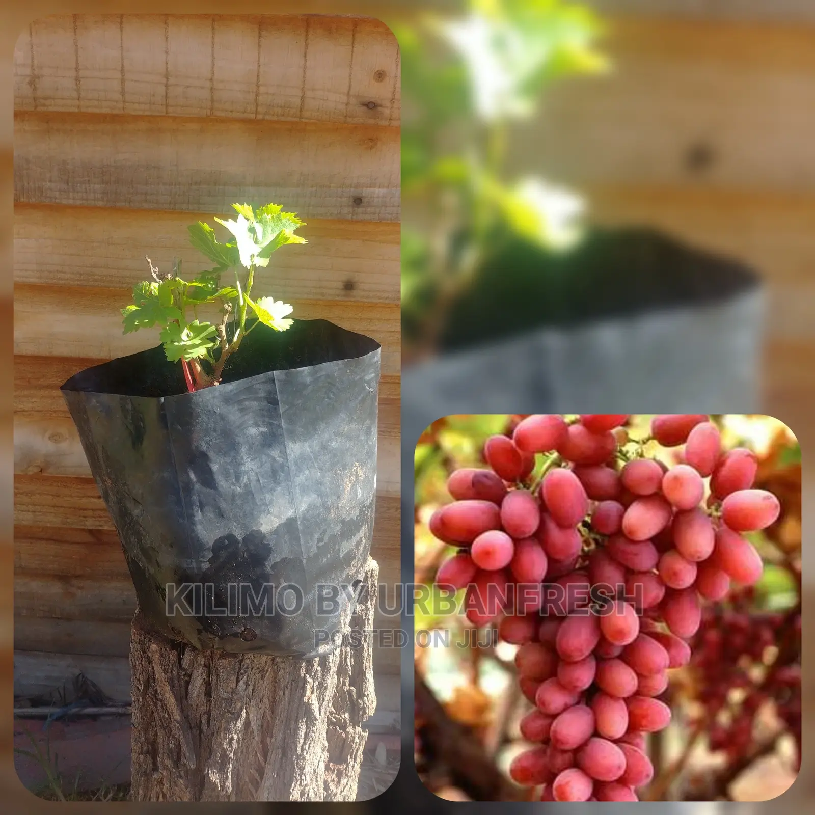 Grapes Fruit Seedling Moq 5